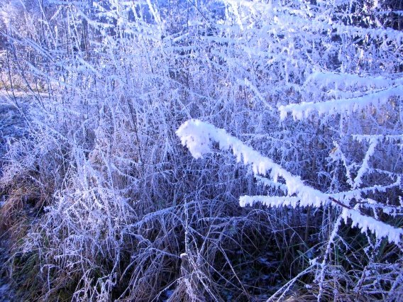 rundgang_raureif_winter_2007_9_20160830_1405849573